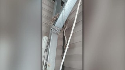 Snake Climbs To Catch Bird | Happily TV