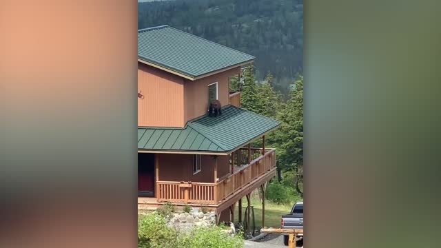 Bear Roams Neighbors Roof Past Windows | Happily TV