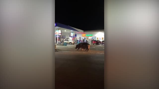 Hippo Strolls Into Petrol Station In South Africa | Happily TV