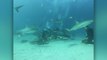 Divers Surrounded By 50 Feeding Sharks | Happily TV