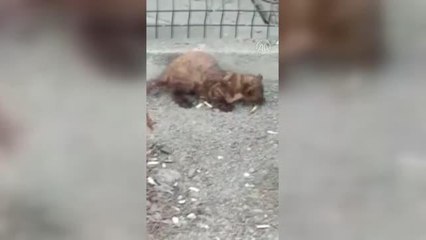 Bir evin bahçesinde vizon görüntülendi