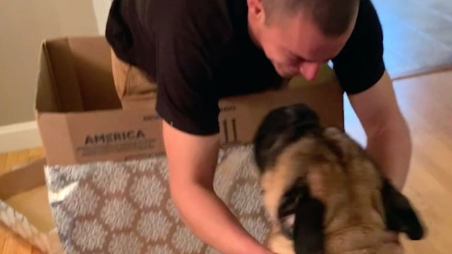 Soldier Returns Home To Surprise 170lb Dog In Gift-Wrapped Box | Happily TV