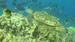 Swim-Thru Cleaning Service For Sea Turtles | Happily TV
