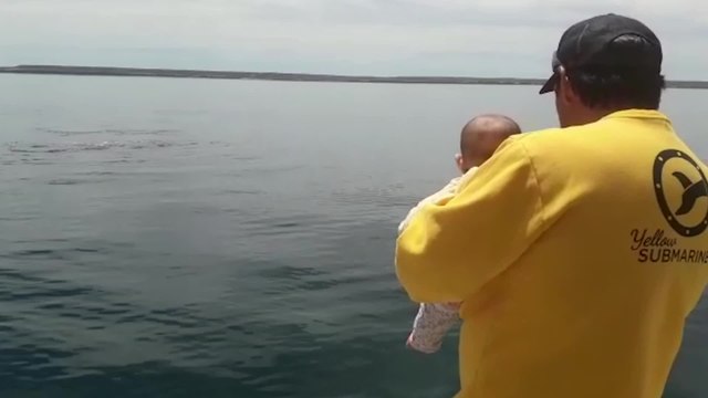Whale Plays Peek A Boo With Baby | Happily TV
