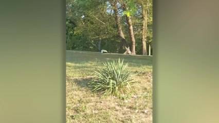 Owner Shocked To Find Dog Playing With Skunk In Garden | Happily TV