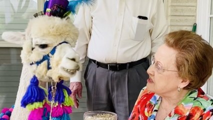 Peru Missionary Surprised 50 Years Later With Alpaca On 89th Birthday  | Happily TV