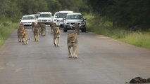 14 Lions Stroll Down Road Blocking Traffic | Happily TV