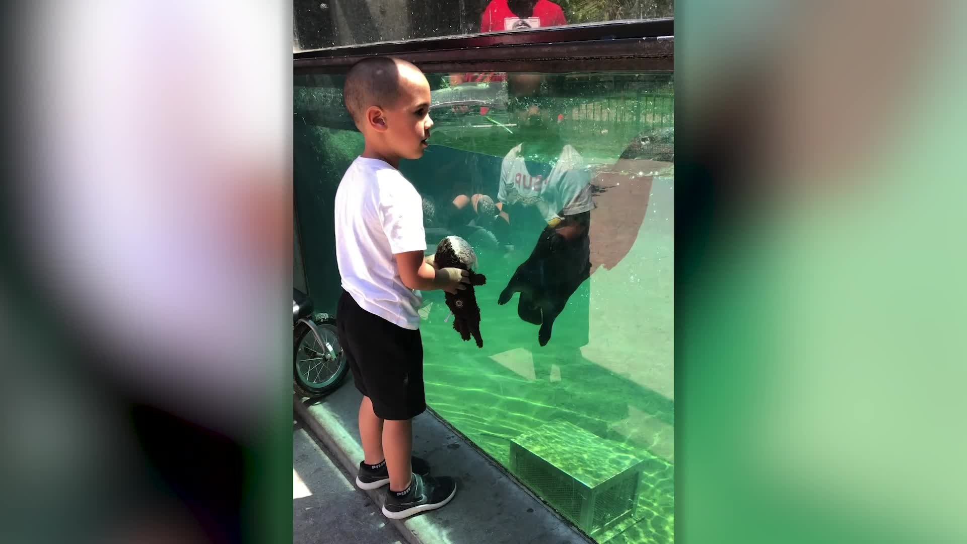 ⁣Playful Otter Mimics Boy's Otter Toy | Happily TV