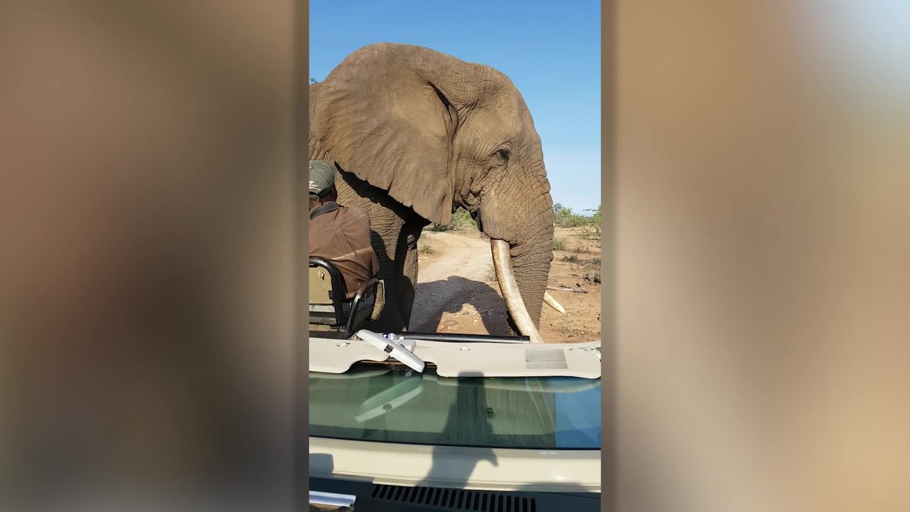 Incredible Moment Giant Elephant Comes Within Inches Of Tracker | Happily TV