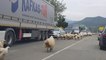 2000 Sheep Cause Traffic Jam After Blocking Road