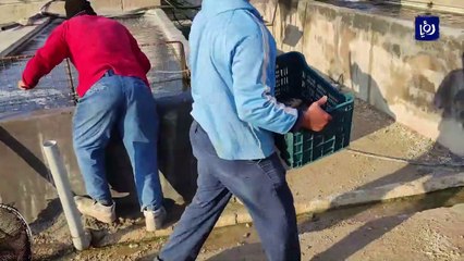 لأول مرة.. مزرعة لتربية الجمبري البحري في الكرامة