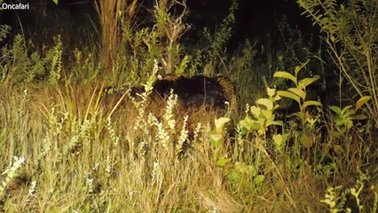 Giant Anteater Fights Off Hungry Jaguar | Happily TV