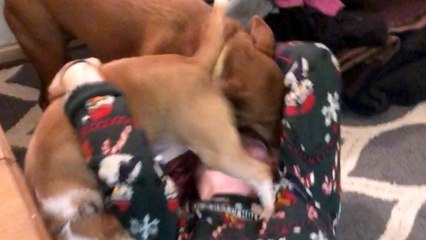 Dogs React To Owner Coming Home For Christmas Surprise | Happily TV