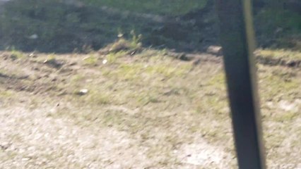 Pig Evades Animal Control Sending Officer Face First Into Dirt | Happily TV