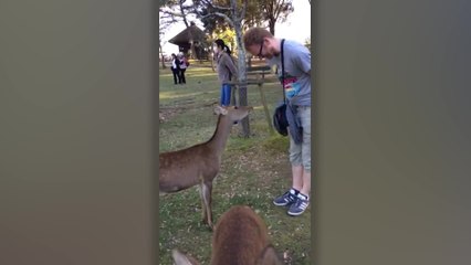 Japanese Deer Are So Polite They Bow | Happily TV