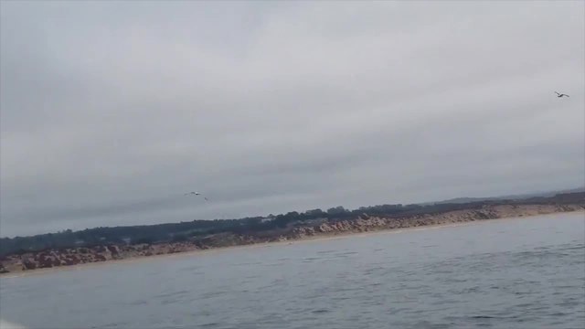 Whale Breaches On Boat Scraping Off Barnacles | Happily TV