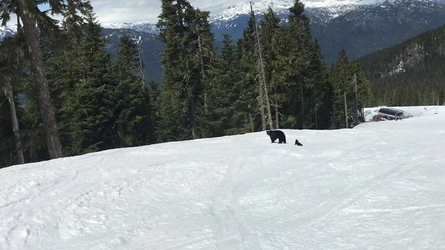 Skier Narrowly Avoids Mama Black Bear On Slopes | Happily TV