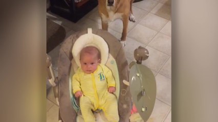 Dog Helps Human Mom With Baby Duties | Happily TV