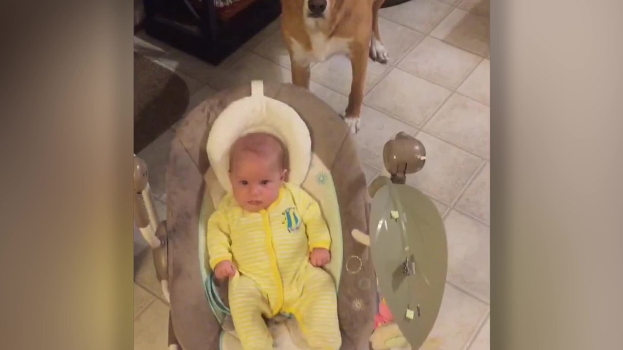 Dog Helps Human Mom With Baby Duties | Happily TV