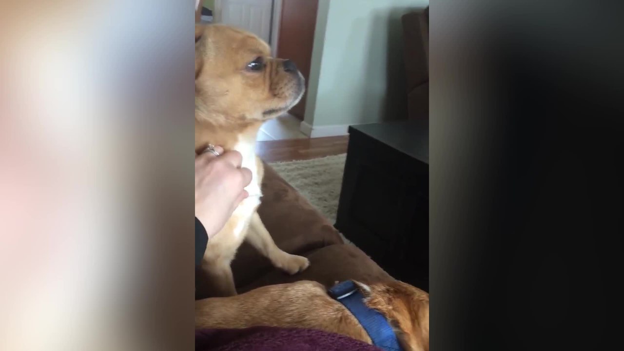 Jealous Dog Paws Owner's Hand Back From Petting Other Dog | Happily TV