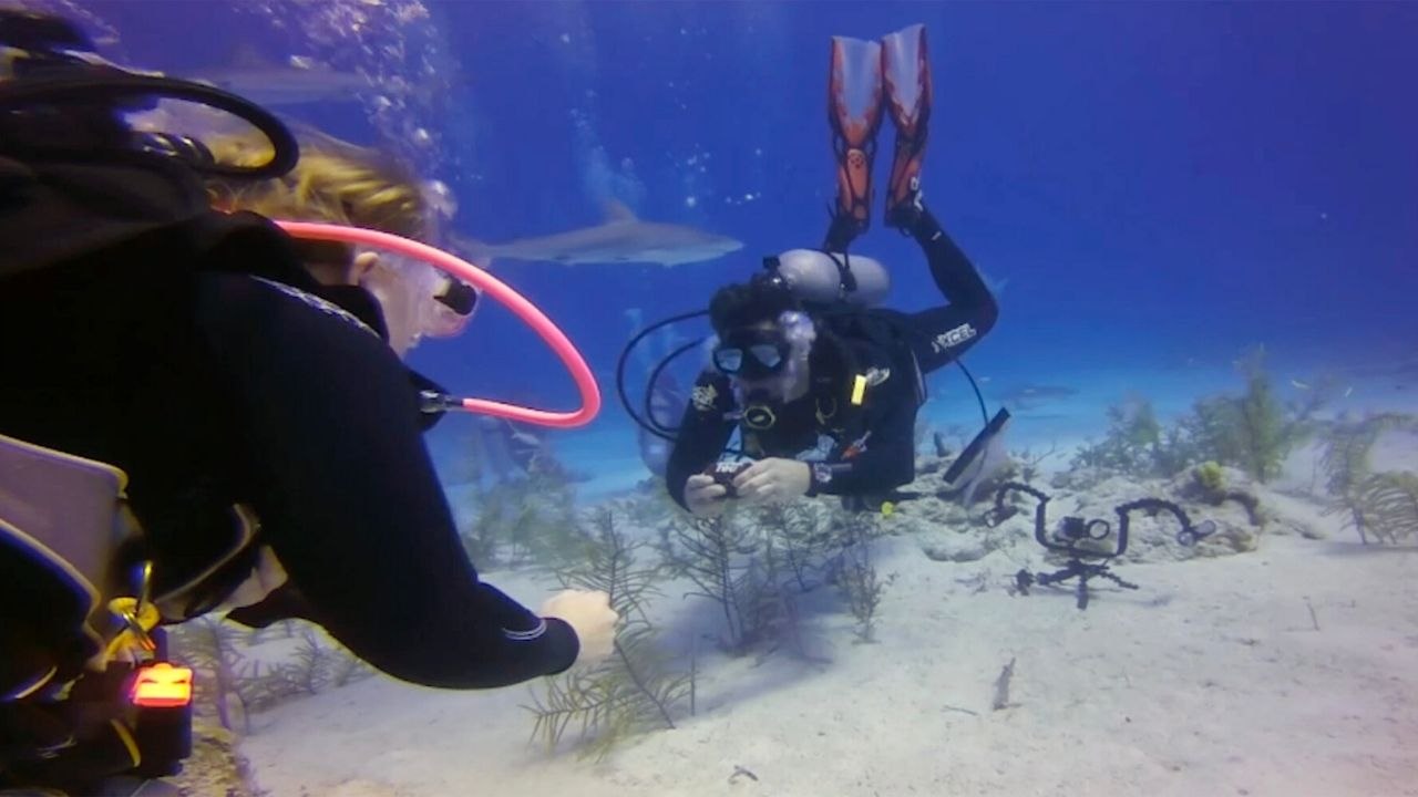 Surprise Proposal While Surrounded By Sharks | Happily TV