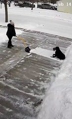 Precious Pup Claims His Piece of Powder