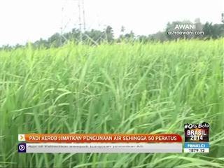 Padi Aerob jimatkan penggunaan air sehingga 50 peratus