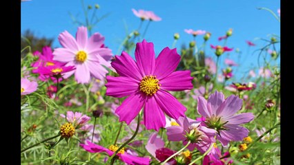 This Old House Dr. Robert Ownby