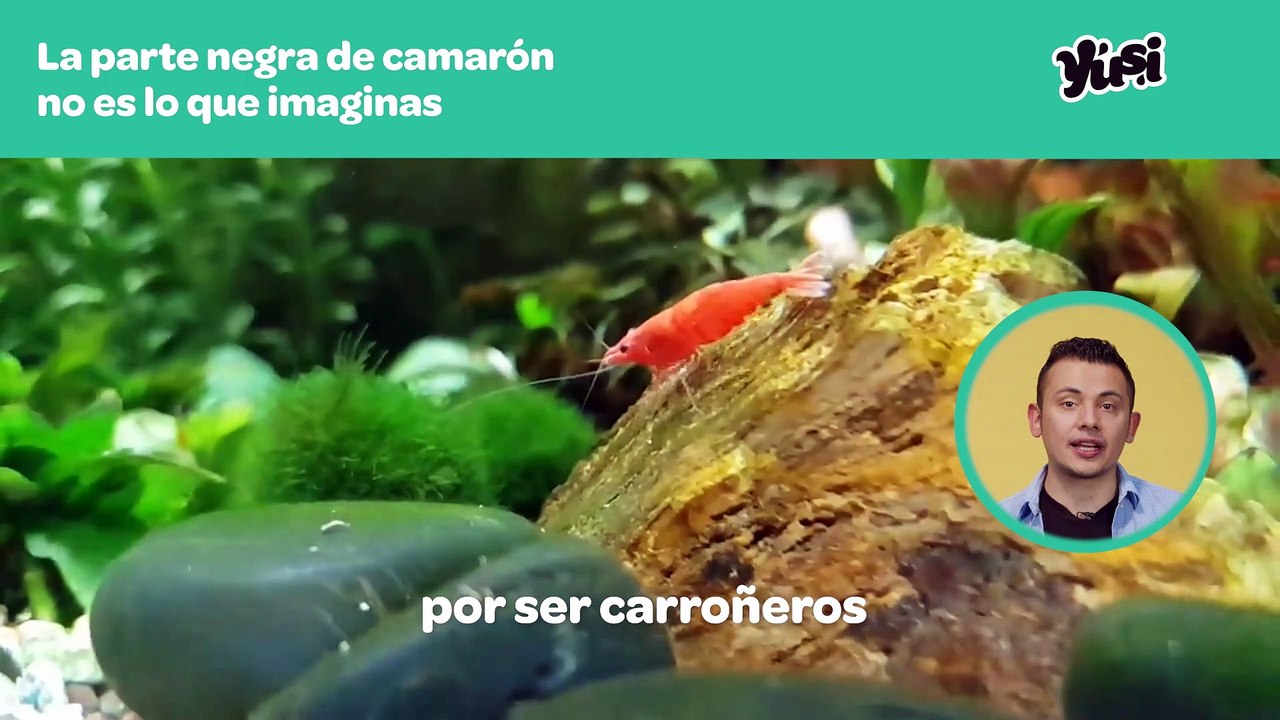 ¿Qué es la vena de los camarones?