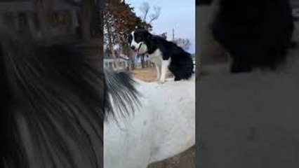 Dog is Ready for Horseback Ride
