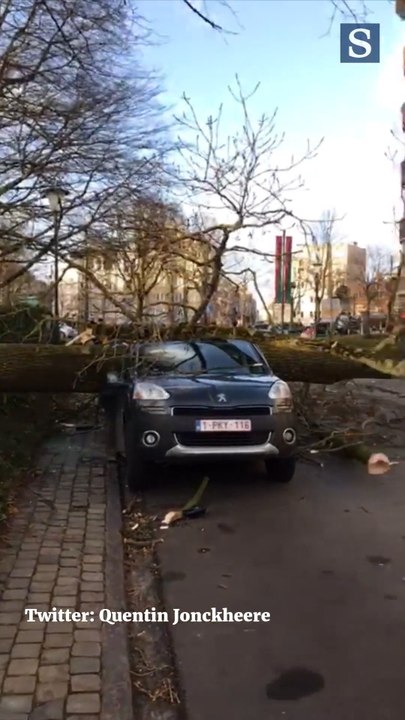 Eunice: arbre dans la rue