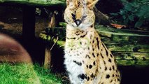 Le Savannah, hybride entre le chat et le serval, sera bientôt interdit au Royaume-Uni