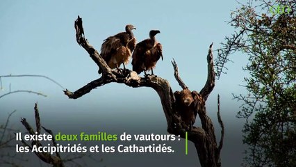Tout ce qu'il faut savoir sur les vautours