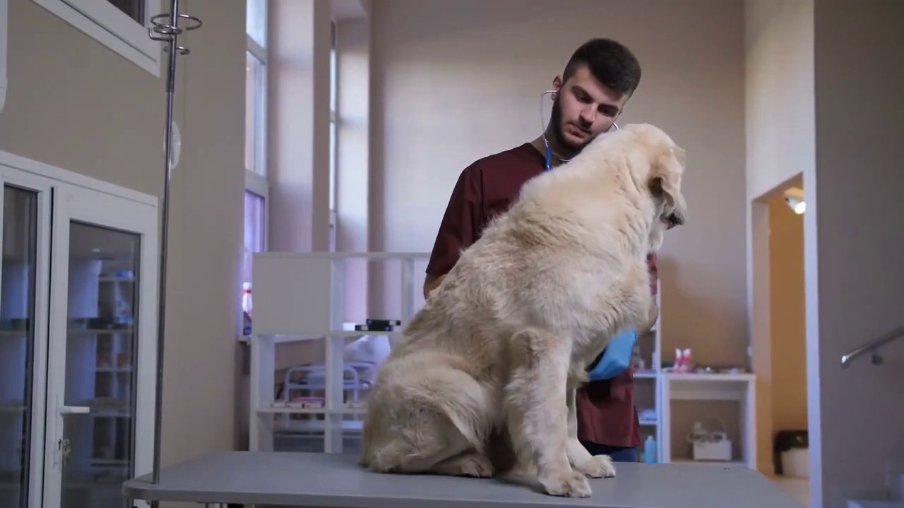 Best Pet Insurance in USA [Detail Reviews] 2022 - Top 10 US Pet Insurance Companies, Cost & Covers