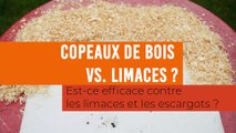 Test des copeaux de bois contre les limaces et les escargots