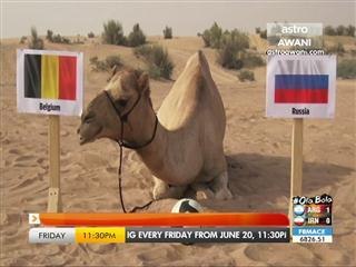 'Shaheen Si Unta' peramal Piala Dunia 2014