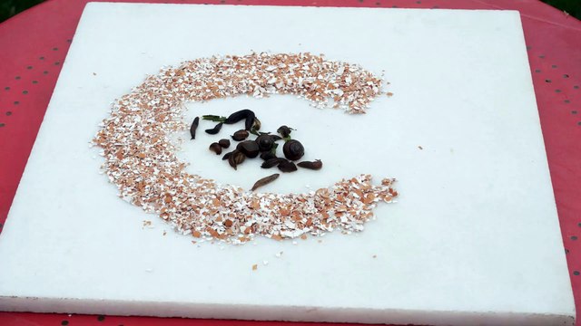 Coquilles d’œufs écrasées vs. limaces et escargots