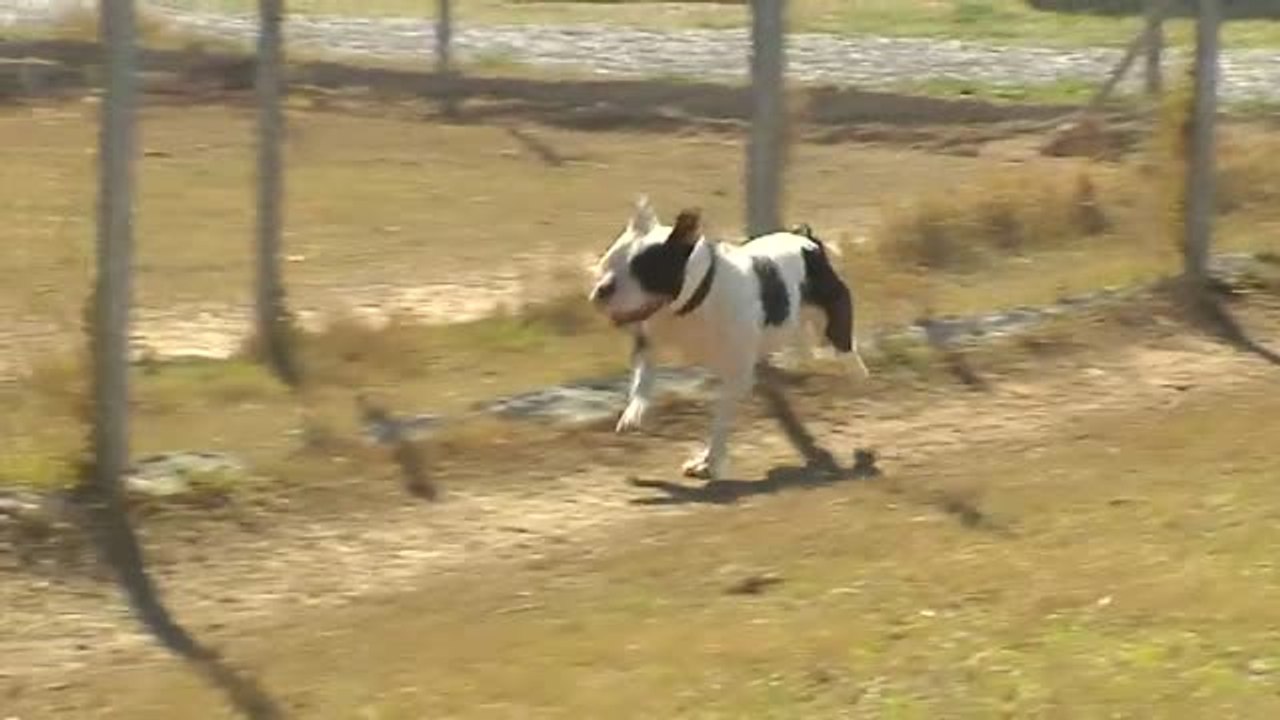 Luz verde a la nueva Ley de Protección animal q...