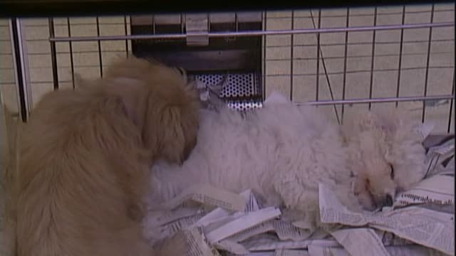 El Consejo de Ministros da hoy luz verde a la nueva Ley de Protección Animal