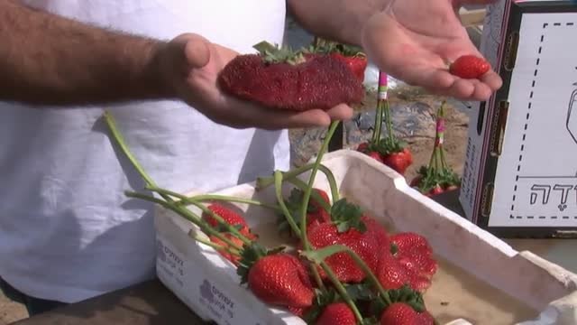 La fresa más grande del mundo pesa 289 gramos, cinco veces el peso de una normal