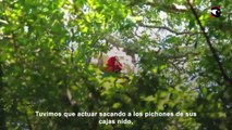 Rescatan guacamayos rojos de los incendios en los Esteros del Iberá