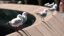 Patrulla canina contra las gaviotas en el restaurante de la Ópera de Sidney