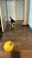 Cat Hopping on Back Legs with Spread Arms Chases Ball