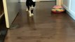 Cat Hopping on Back Legs with Spread Arms Chases Ball