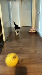 Cat Hopping on Back Legs with Spread Arms Chases Ball