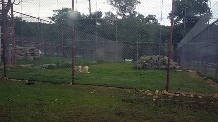 Lion isn't Amused by Dogs Efforts