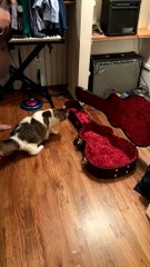 Jumpy Cat Inspects Guitar Case