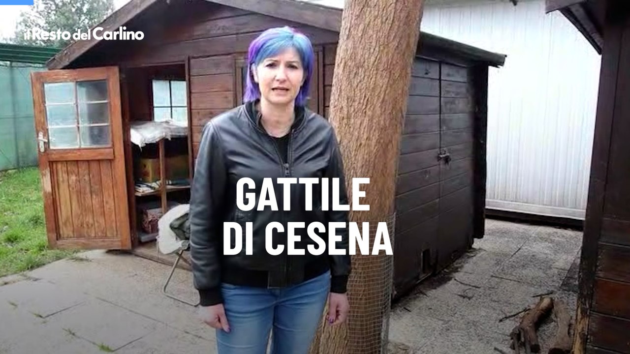 Gattile di Cesena