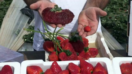 Guiness des records: la plus lourde fraise du monde est israélienne