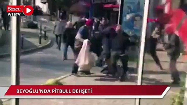 Pitbull dehşeti! Köpek silahtan sayılınca sahibi 'silahla yaralama' suçundan tutuklandı
